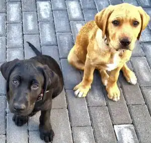 Tiernahrung Reico Artgerechte Tiernahrung von Reico