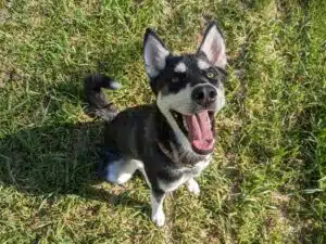 Tiernahrung Reico Produkte 21080dc9-1c17-4234-ba91-6af9d9c5a0a3