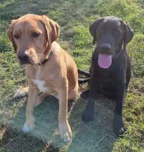 Tiernahrung Reico Produkte 2d3e77ff-6ba2-48c6-865b-0a41e0533a48