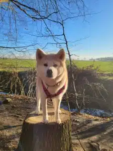 Tiernahrung Reico Produkte 4d943dbc-fc9f-4242-9dcb-f727a68287d5