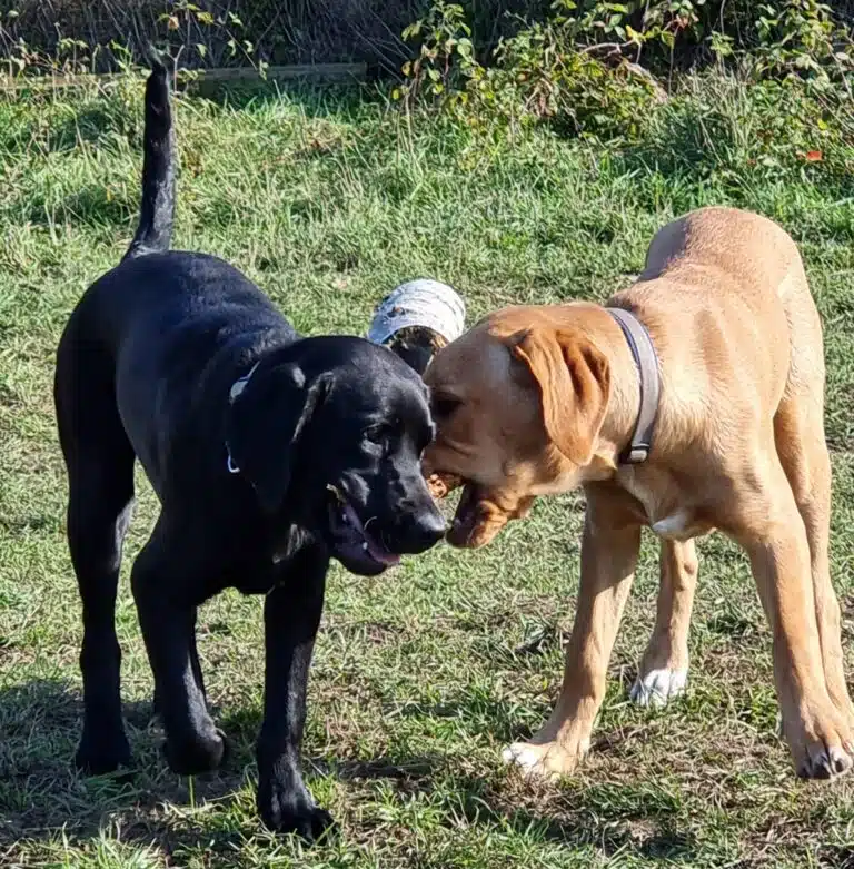 Tiernahrung Reico Artgerechte Tiernahrung von Reico