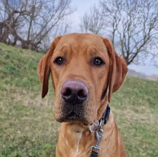 Tiernahrung Reico Artgerechte Tiernahrung von Reico