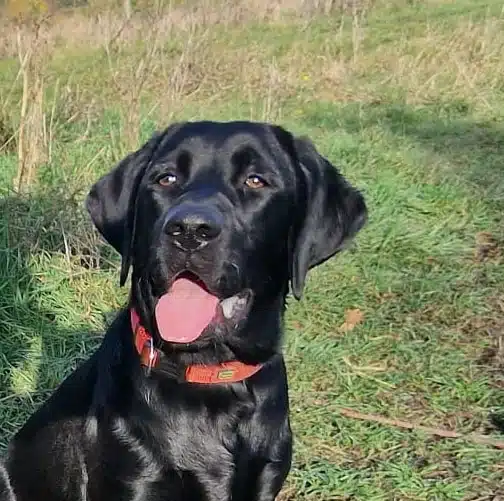 Tiernahrung Reico Artgerechte Tiernahrung von Reico