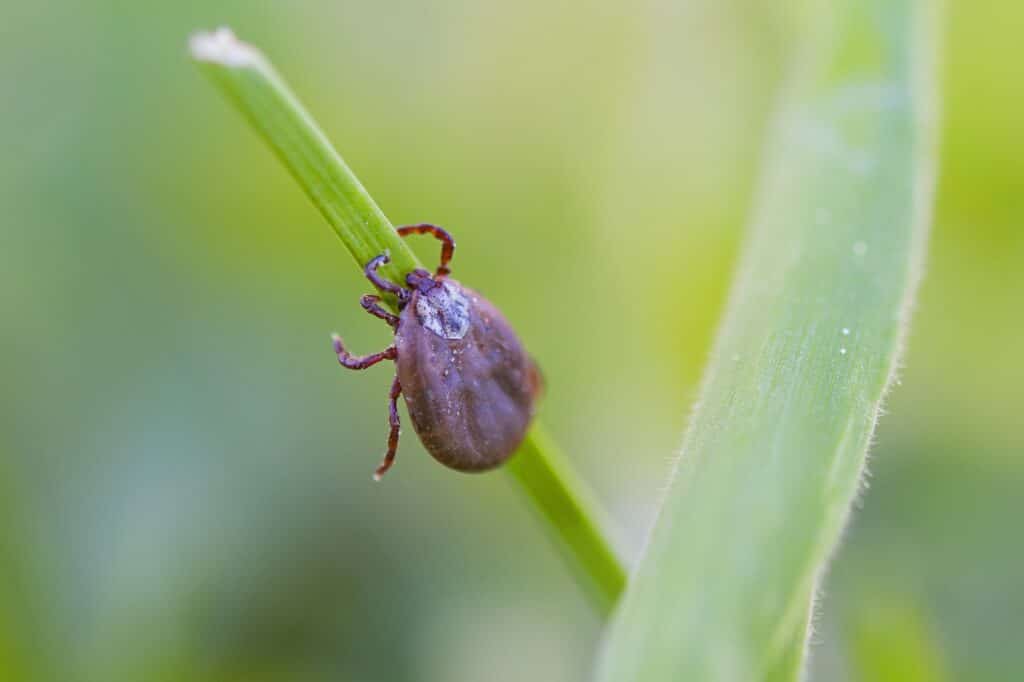 Grasmilben beim Hund Reico Zeckenmittel