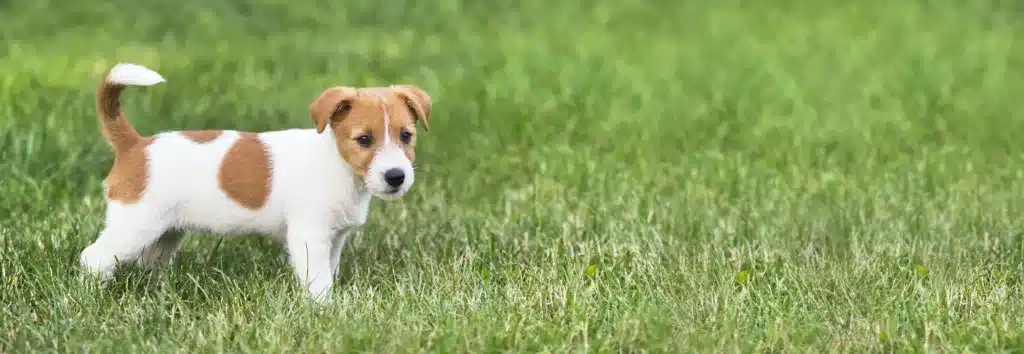 Artgerechte Hundeernährung: Warum ich gegen BARF bin