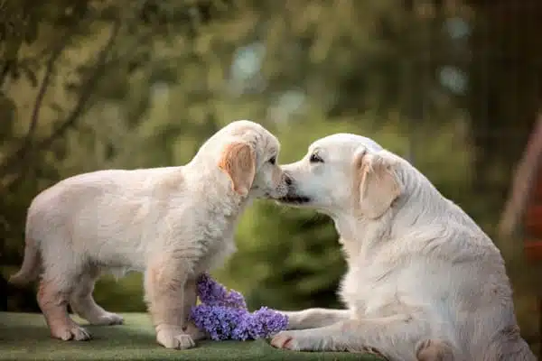 Tiernahrung Reico Artgerecht füttern für ein gesundes Hunde leben artgerecht füttern