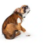 Unterschied zwischen einer Allergie und einer Unver-träglichkeit