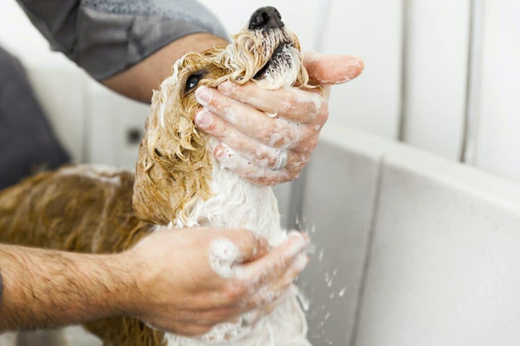 bathing a cute dog