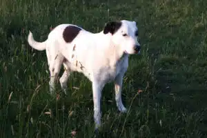 Tiernahrung Reico Das sagen meine Kunden Reico Hundefutter