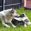 Mother dog with baby puppies, A cute puppy, a dog, dog - focus