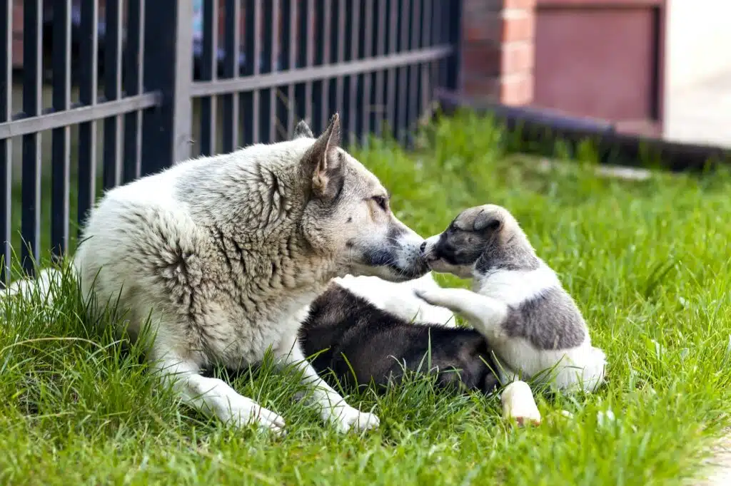 Tiernahrung Reico Welpenfutter Reico Vital Mother dog with baby puppies, A cute puppy, a dog, dog - focus